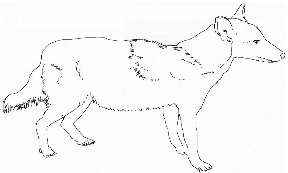 Анимированная страница раскраски собаки динго