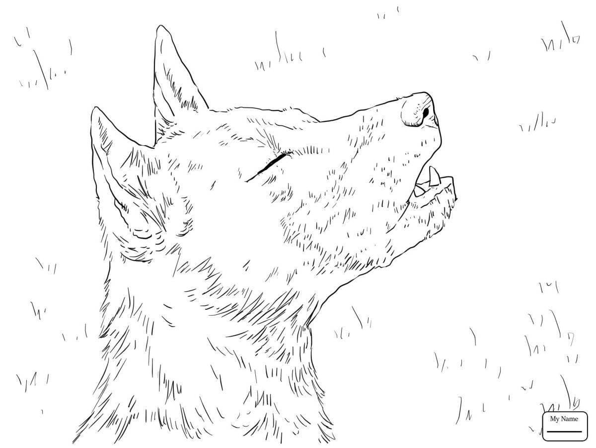 Attractive dingo coloring book