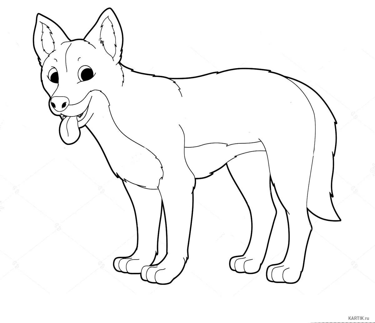 Dingo #2