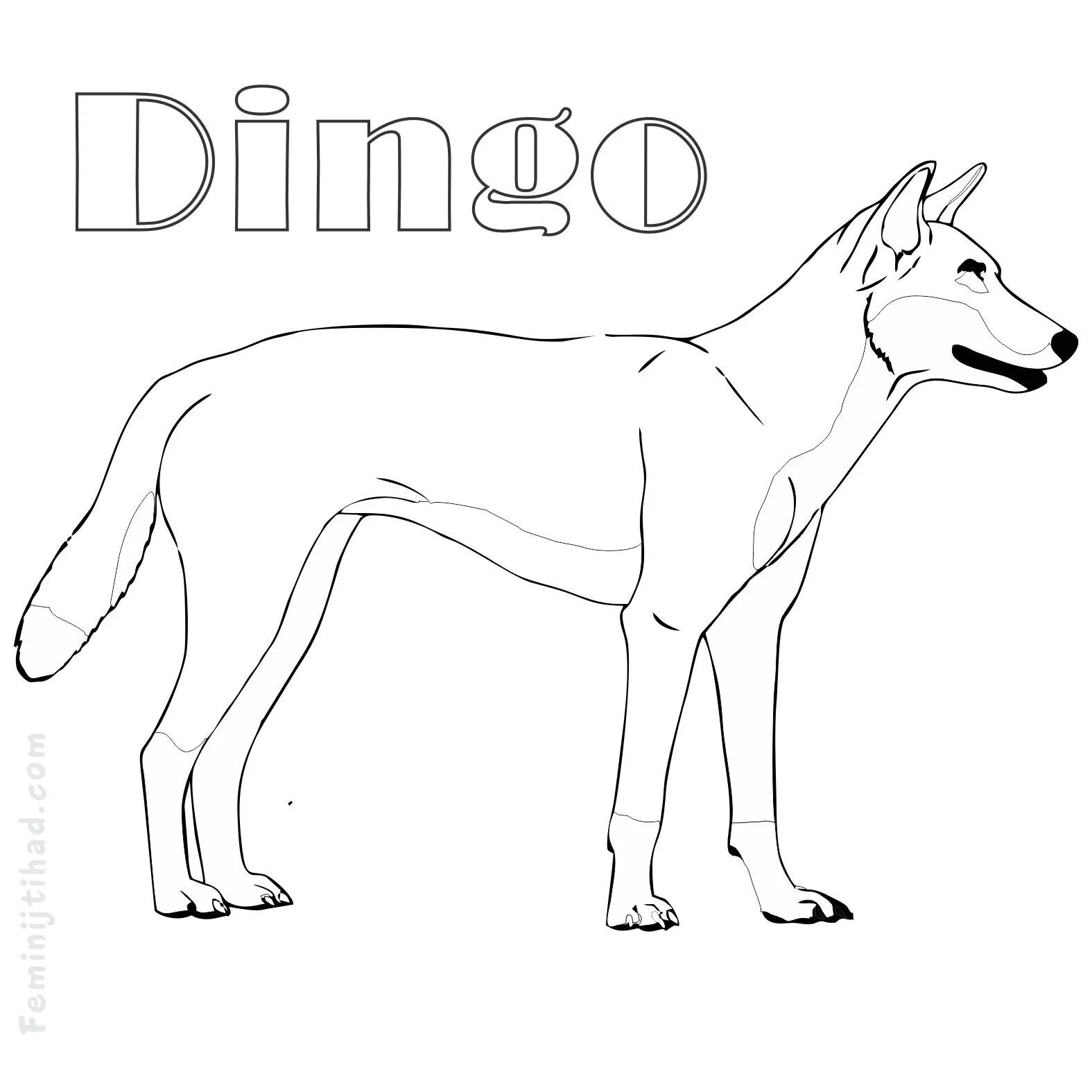 Dingo dog #3