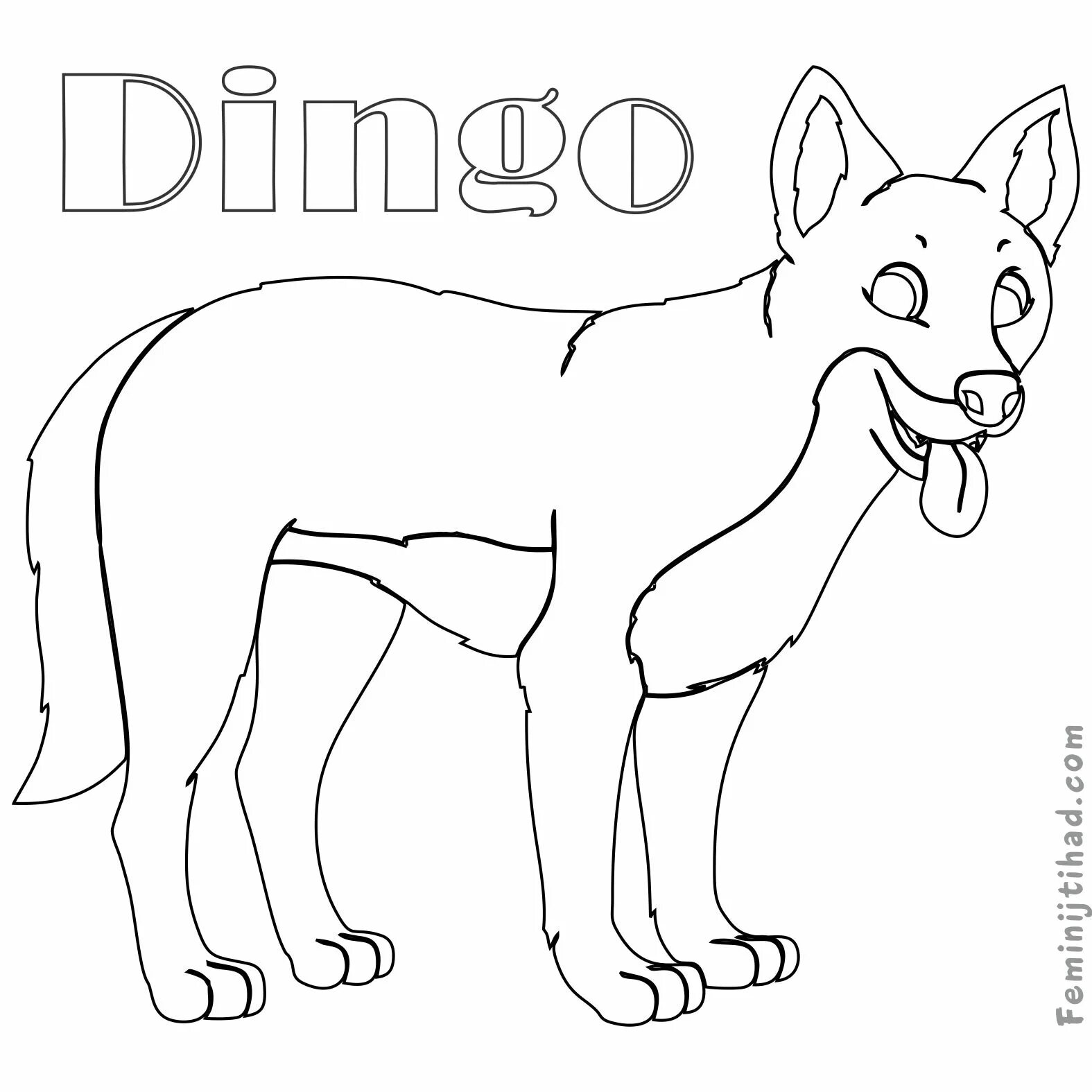 Dingo dog #4