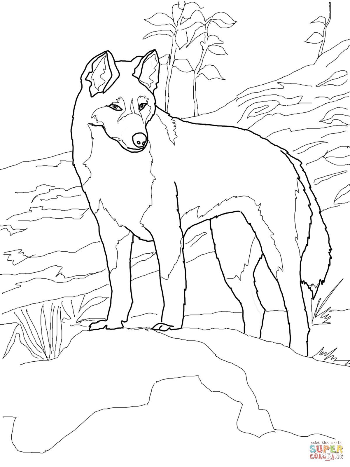 Dingo dog #6