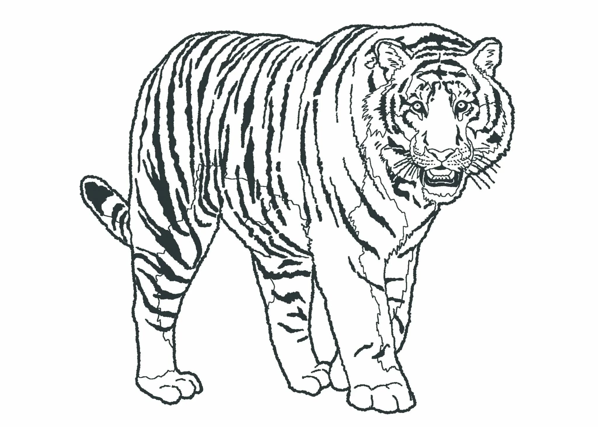 Ussuri tiger #15