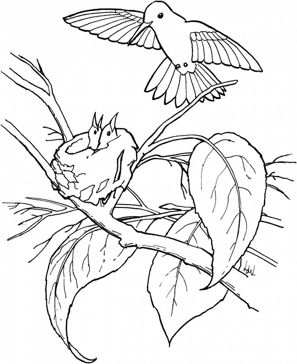 Яркая раскраска колибри