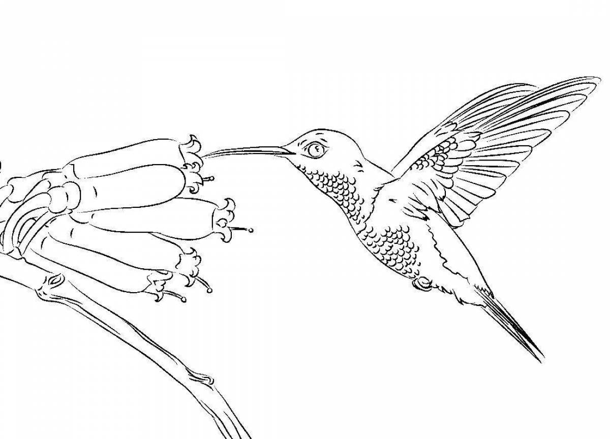 Изящная раскраска колибри