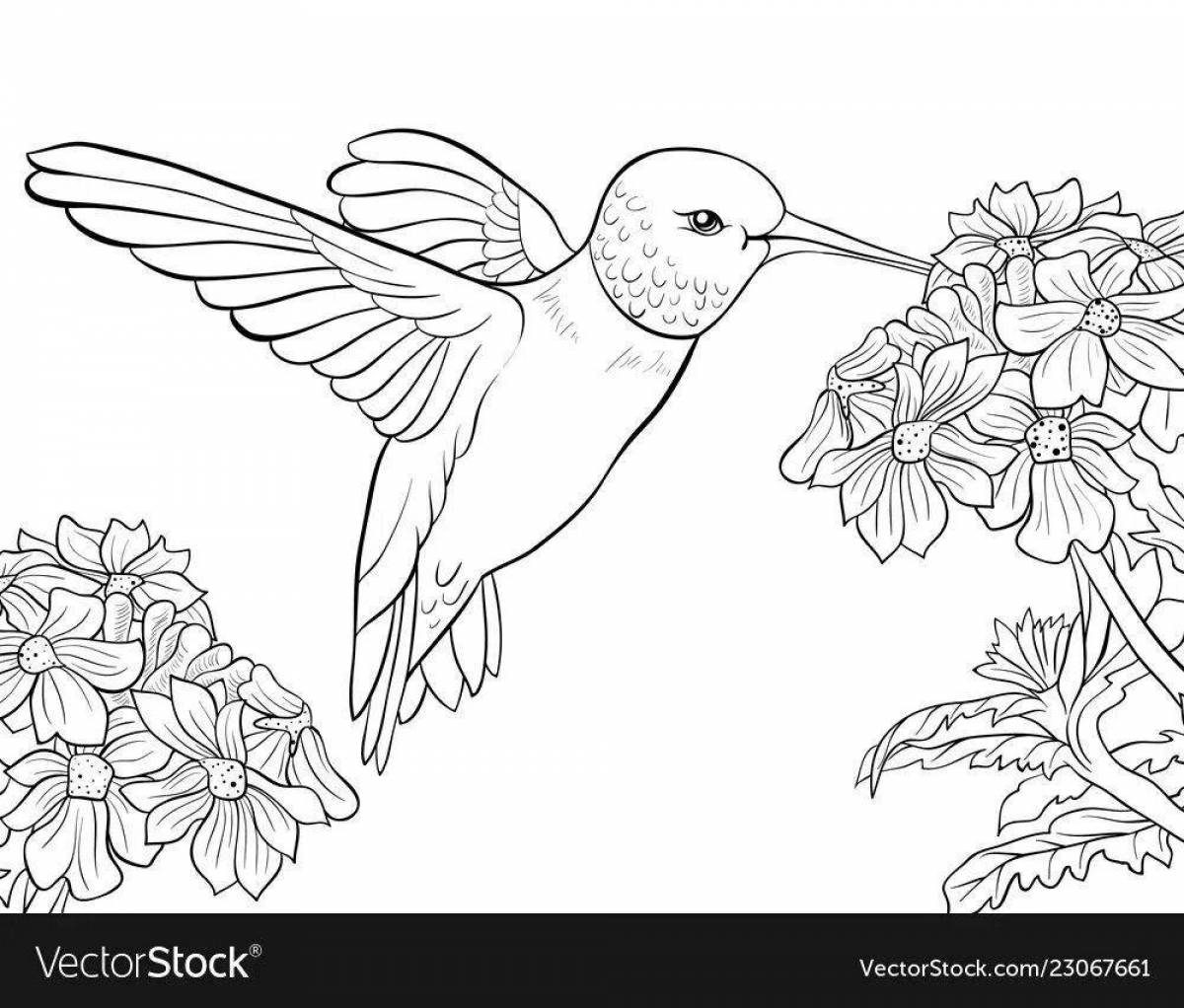 Изысканная раскраска колибри
