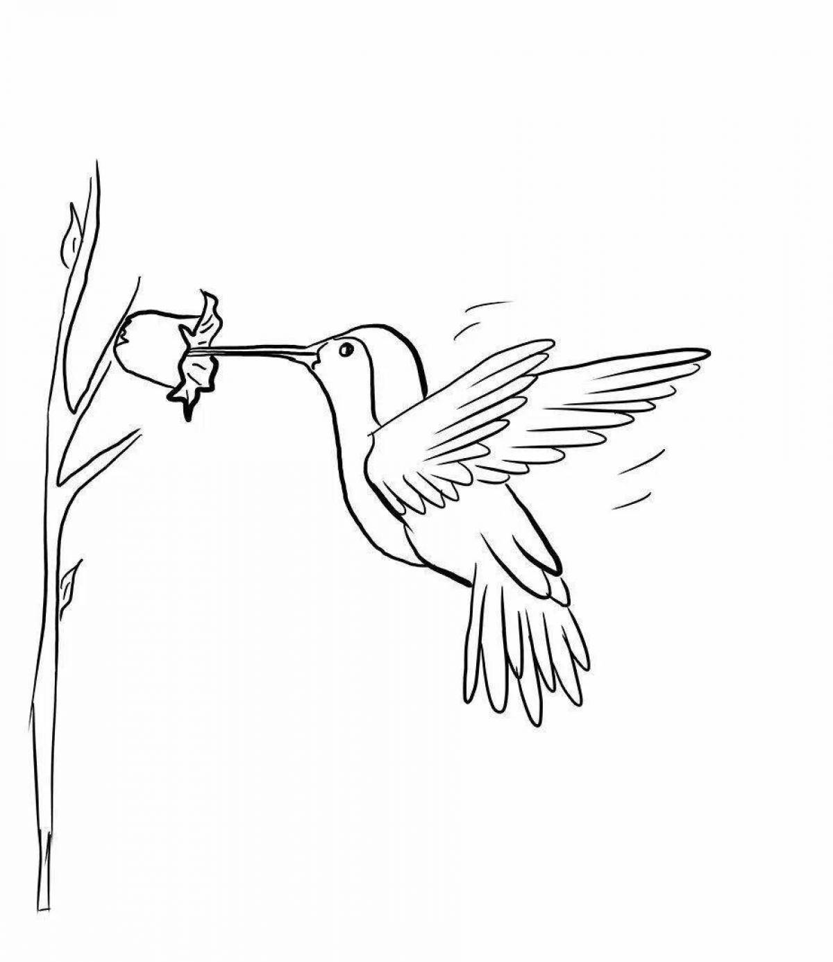 Блестящая раскраска колибри птица