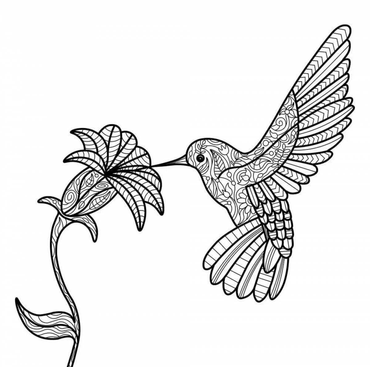 Экзотическая раскраска колибри