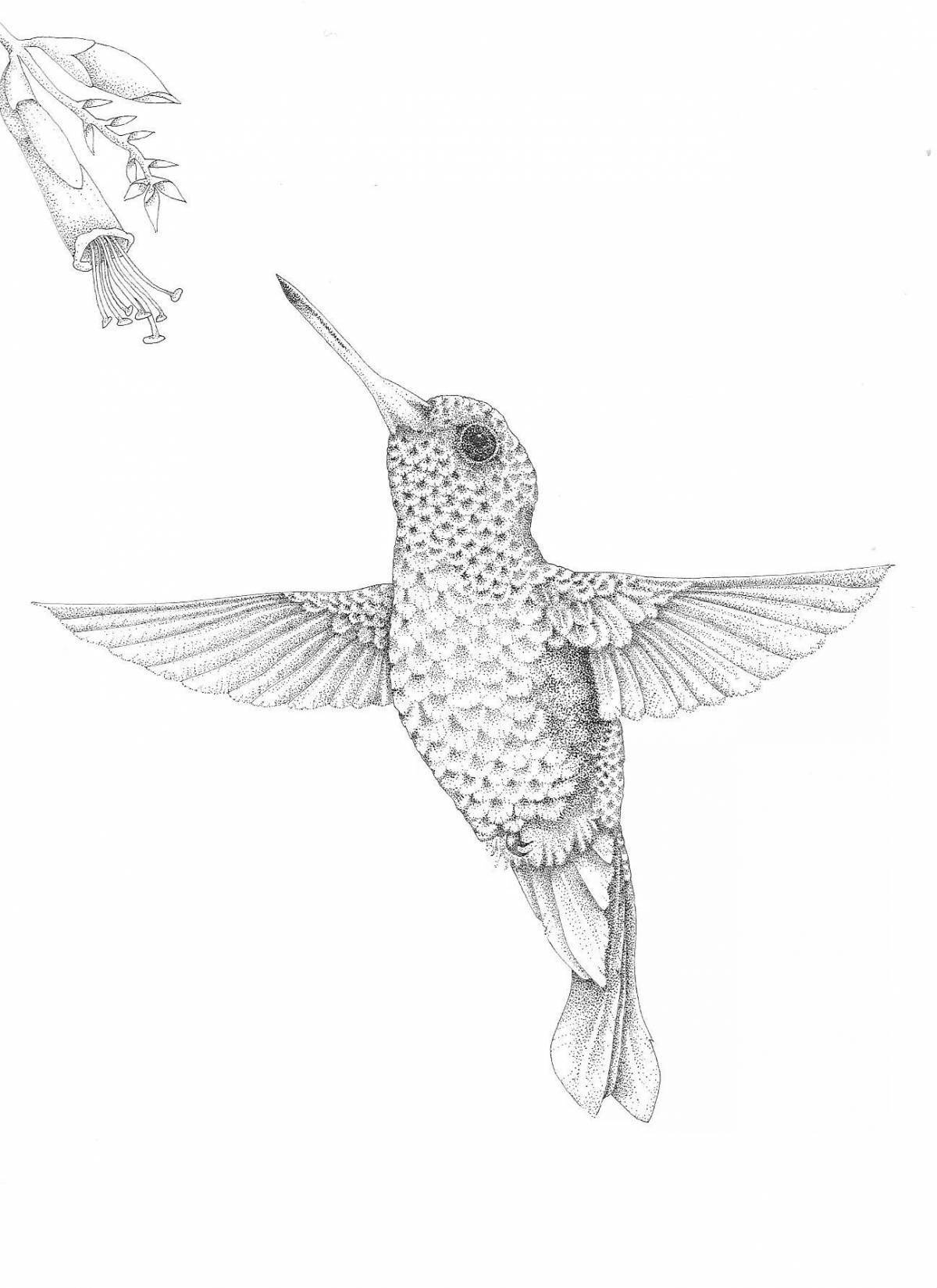 Игривая раскраска колибри