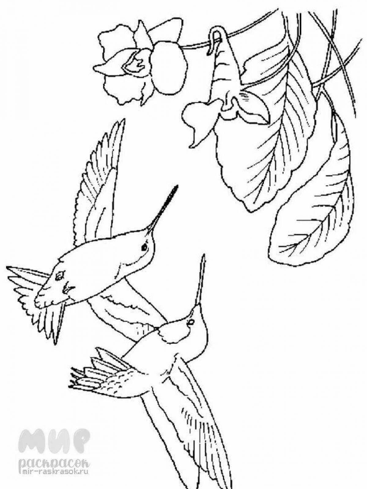 Безмятежная раскраска колибри птица