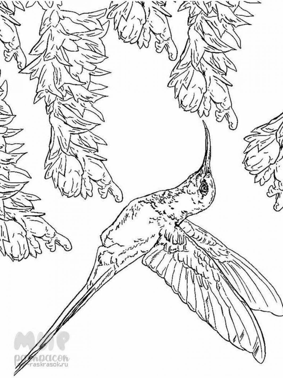 Буйная раскраска колибри