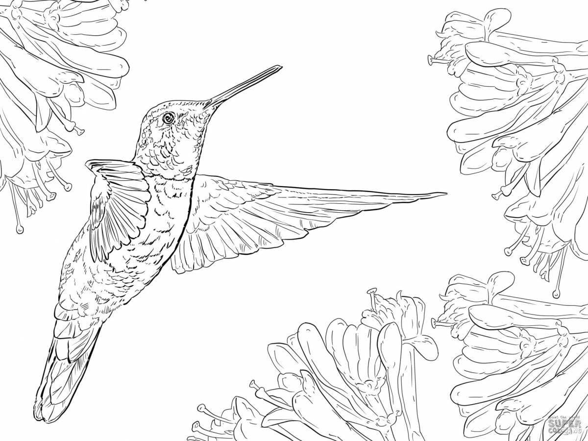 Причудливая раскраска колибри