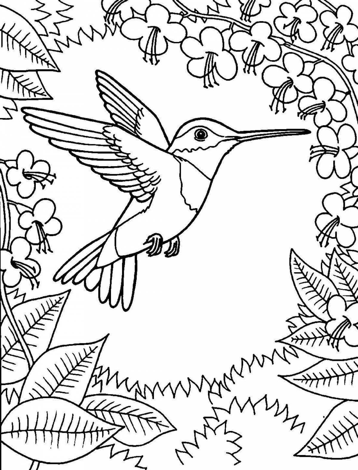 Exalted coloring page hummingbird bird