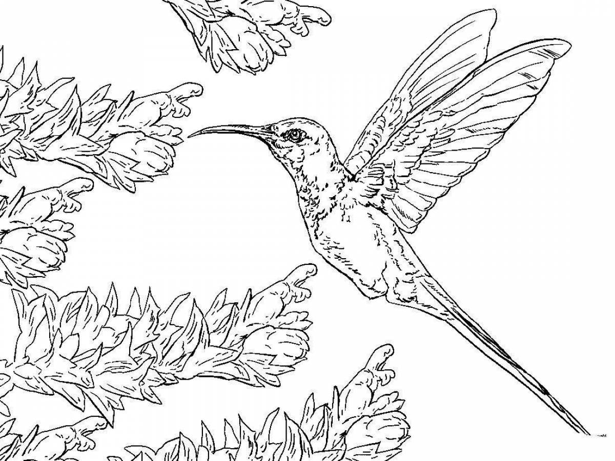 Живая раскраска колибри птица