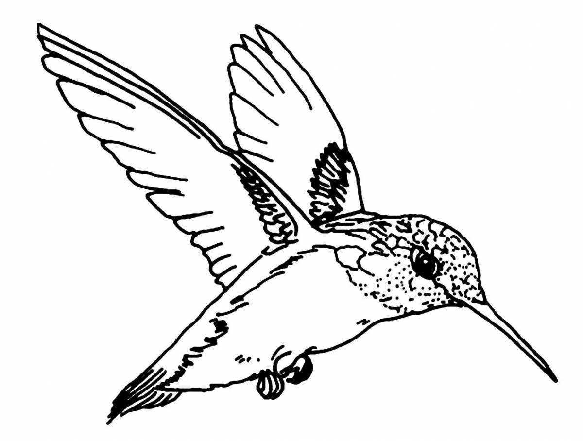 Гармоничная раскраска колибри