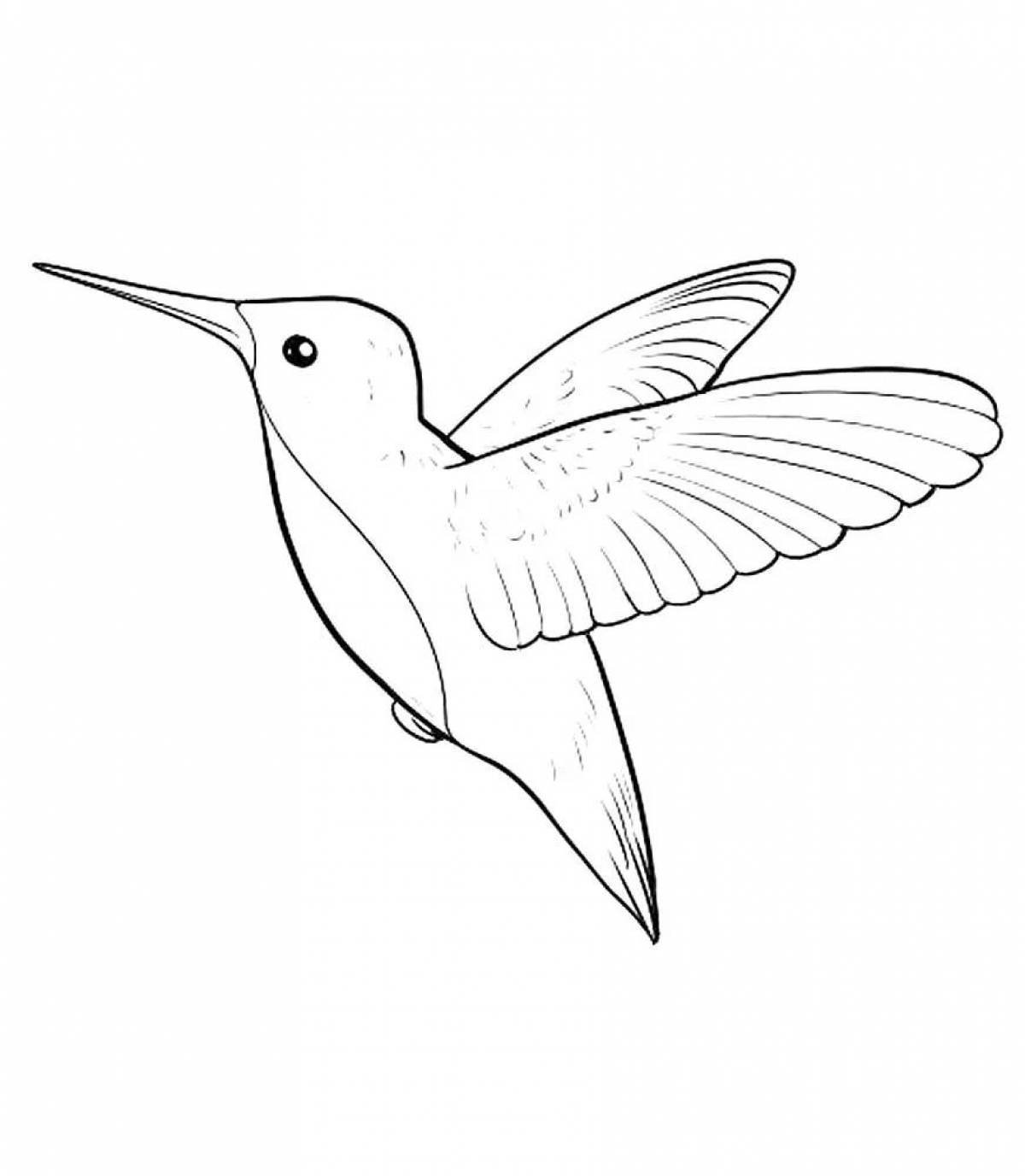Королевская раскраска колибри птица