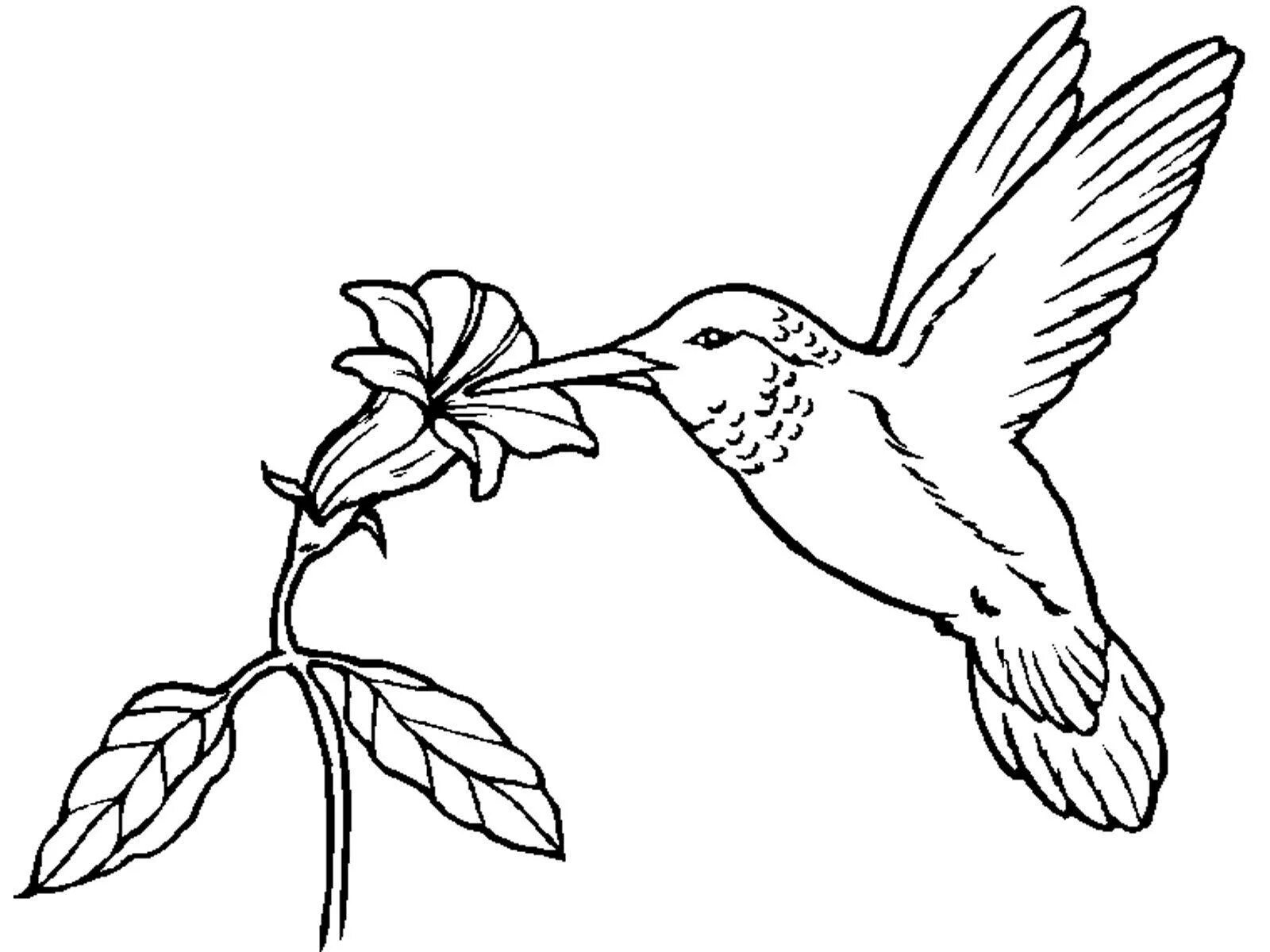 Великодушная раскраска колибри