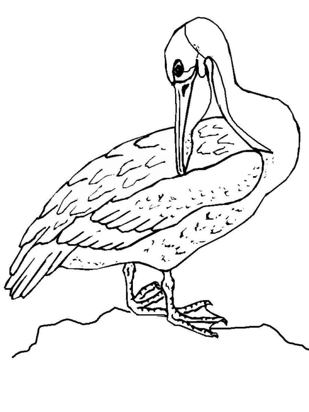 Раскраска птица Пеликан