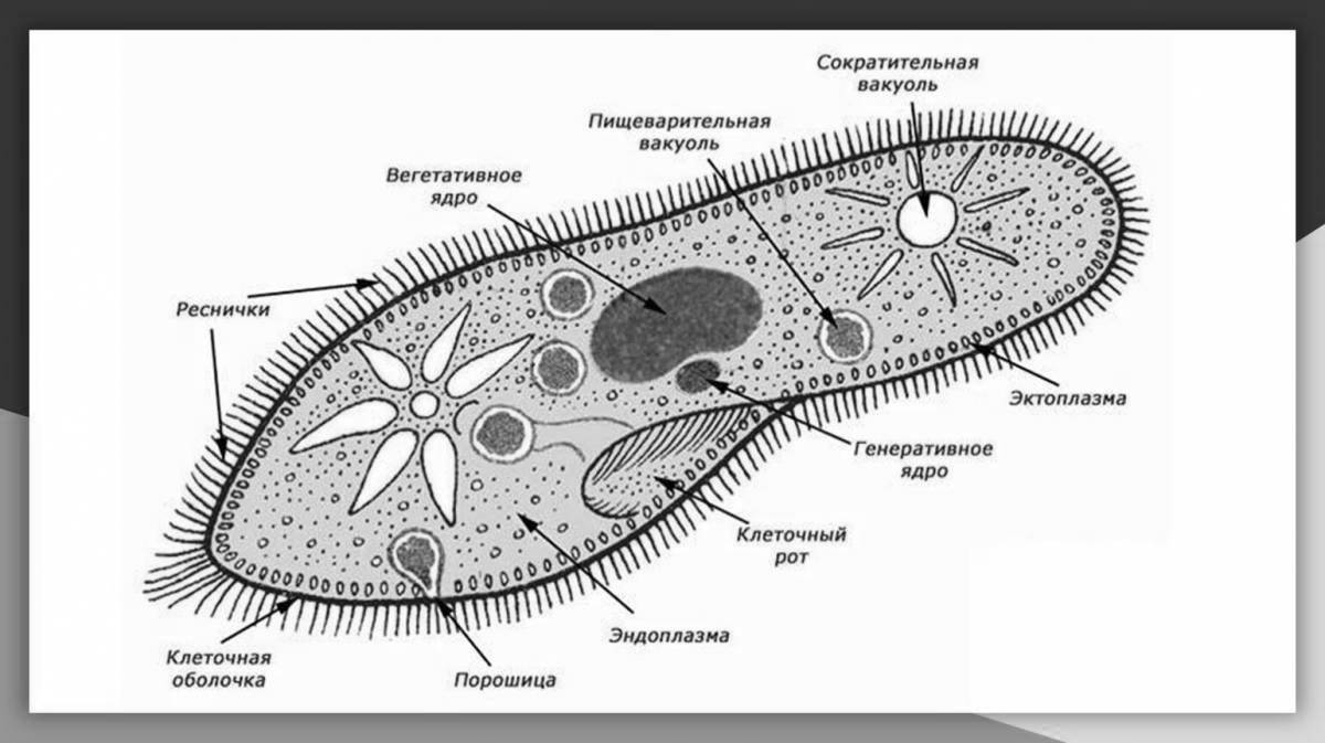 Инфузория рисунок с подписями. Строение реснички инфузории. Строение реснички инфузории туфельки. Строение клетки инфузории туфельки. Строение клетки инфузории туфельки рисунок.