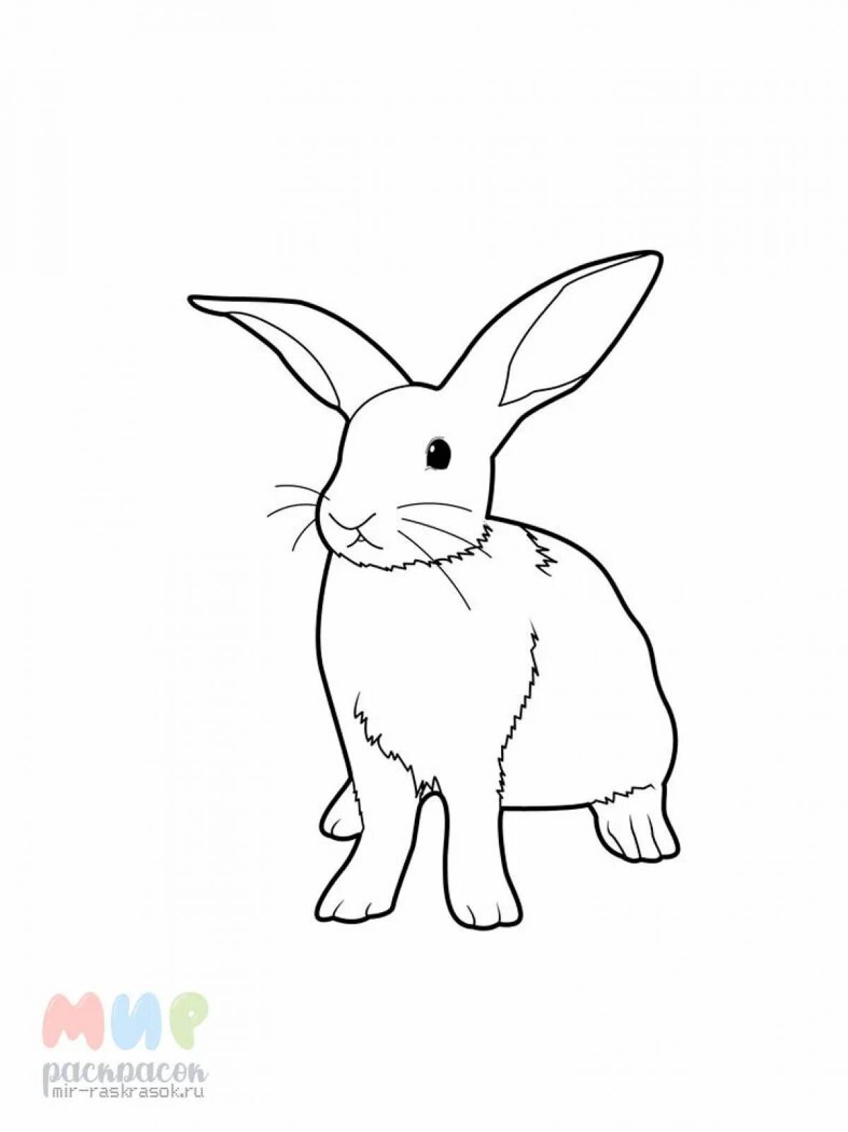 Кролик фото #6