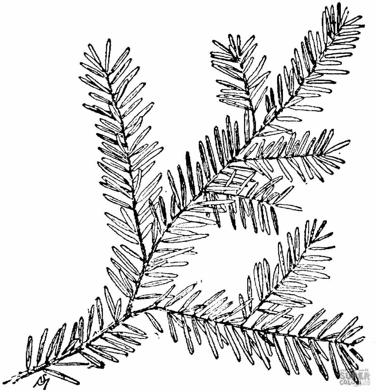 Decorated coloring Christmas tree branch