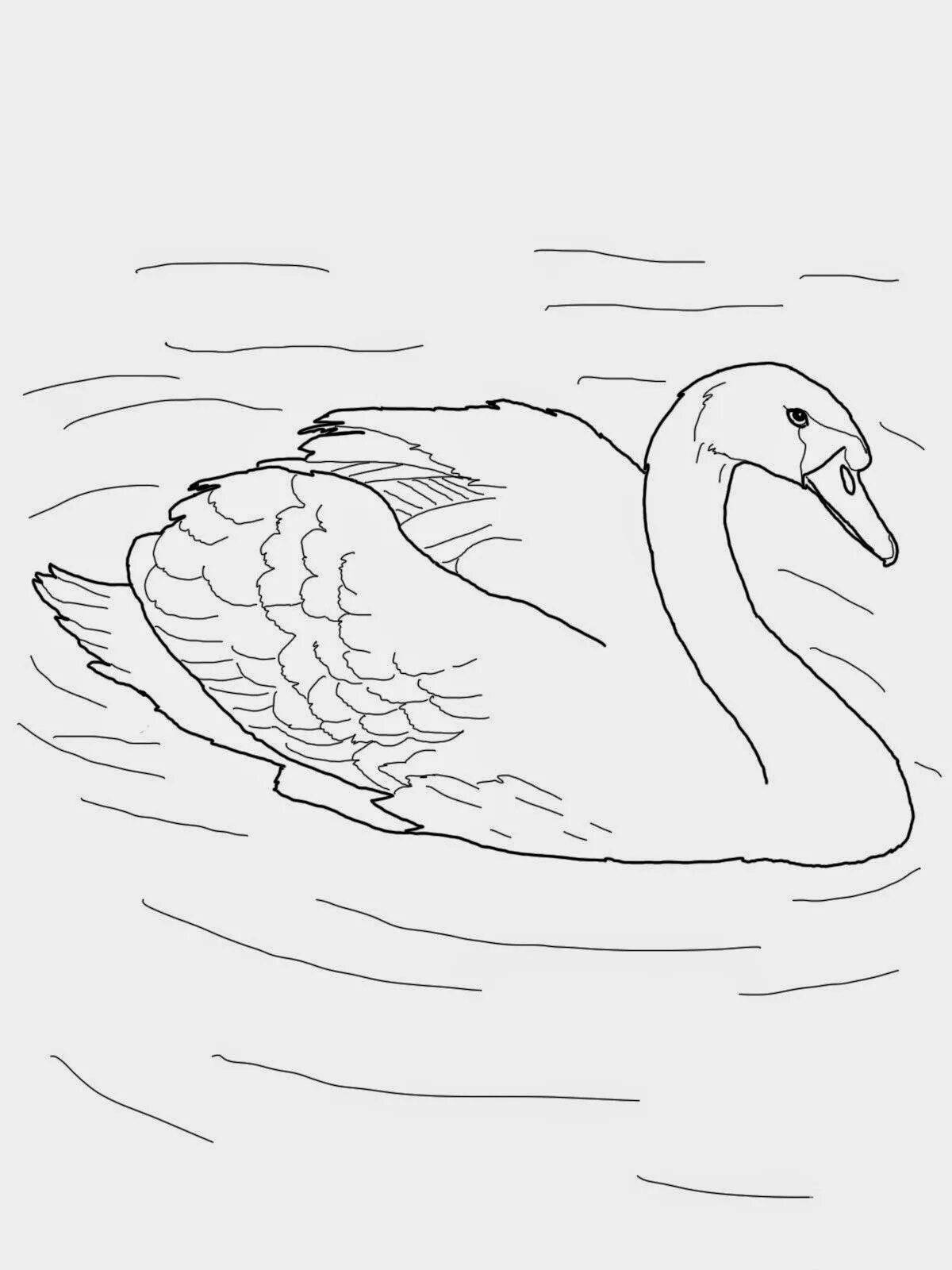 Great waterfowl coloring book