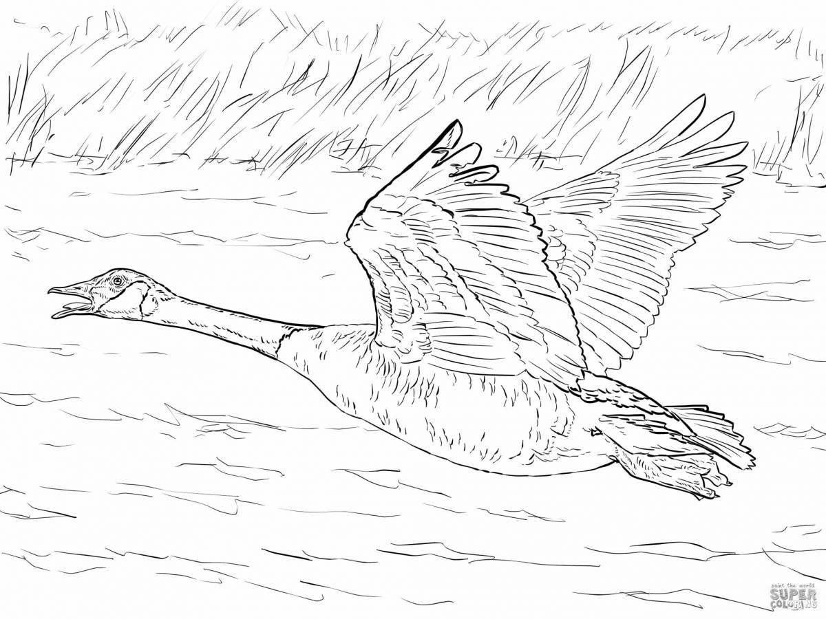 Adorable waterfowl coloring page