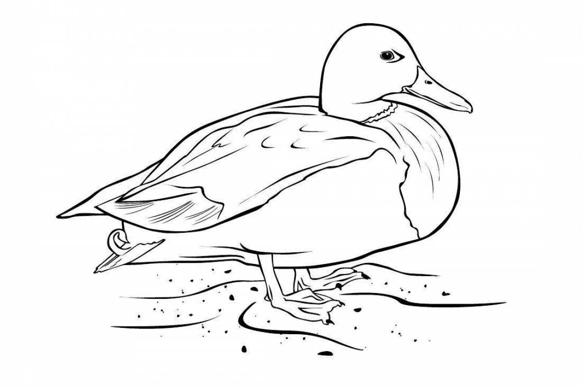 Awesome waterfowl coloring page