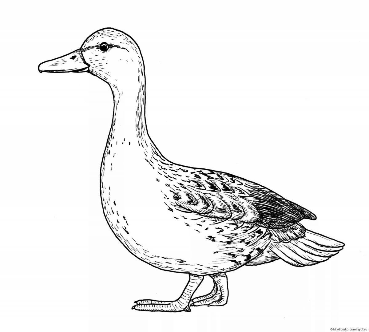 Amazing waterfowl coloring page