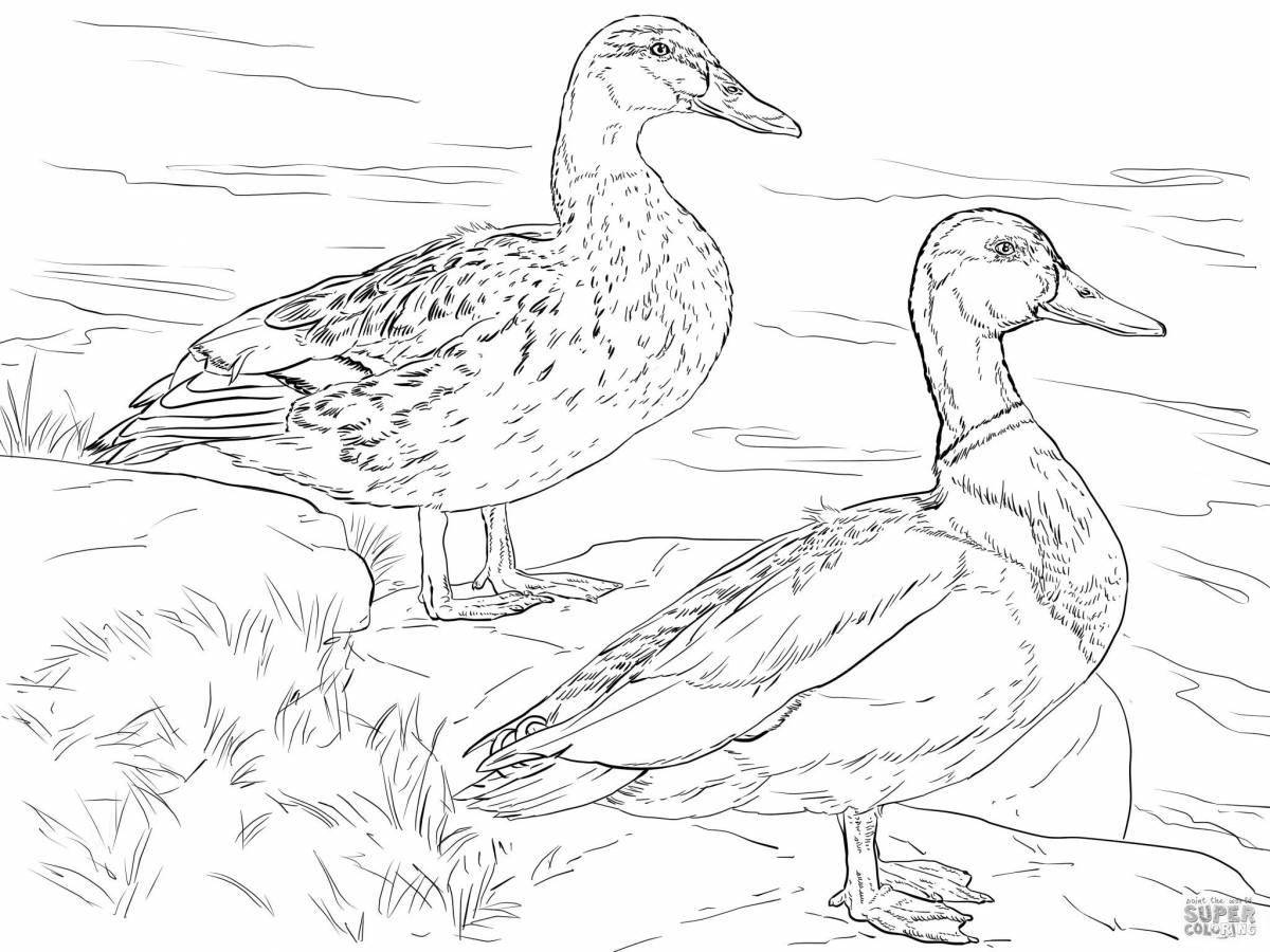 Coloring page elegant waterfowl