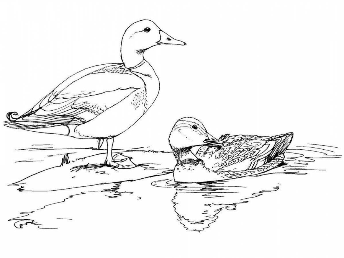 Colouring serene waterfowl