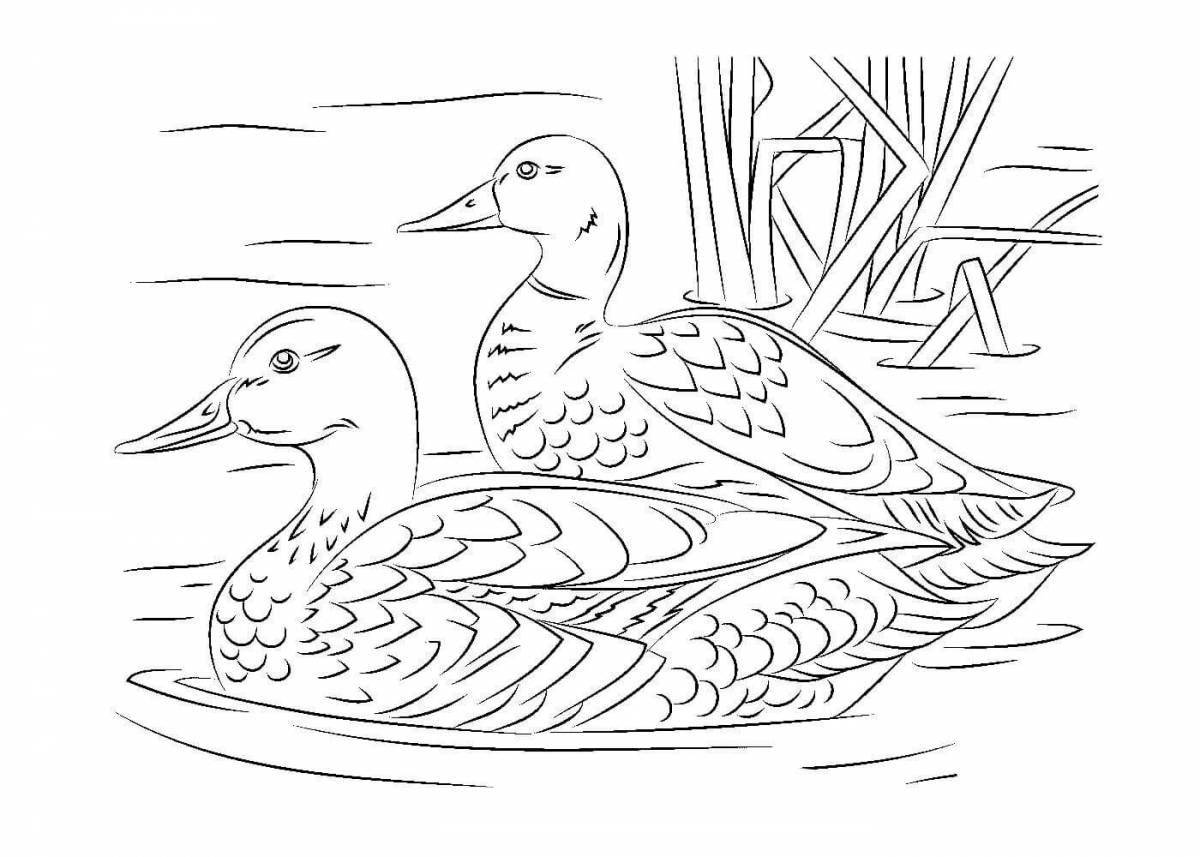 Coloring page dazzling waterfowl