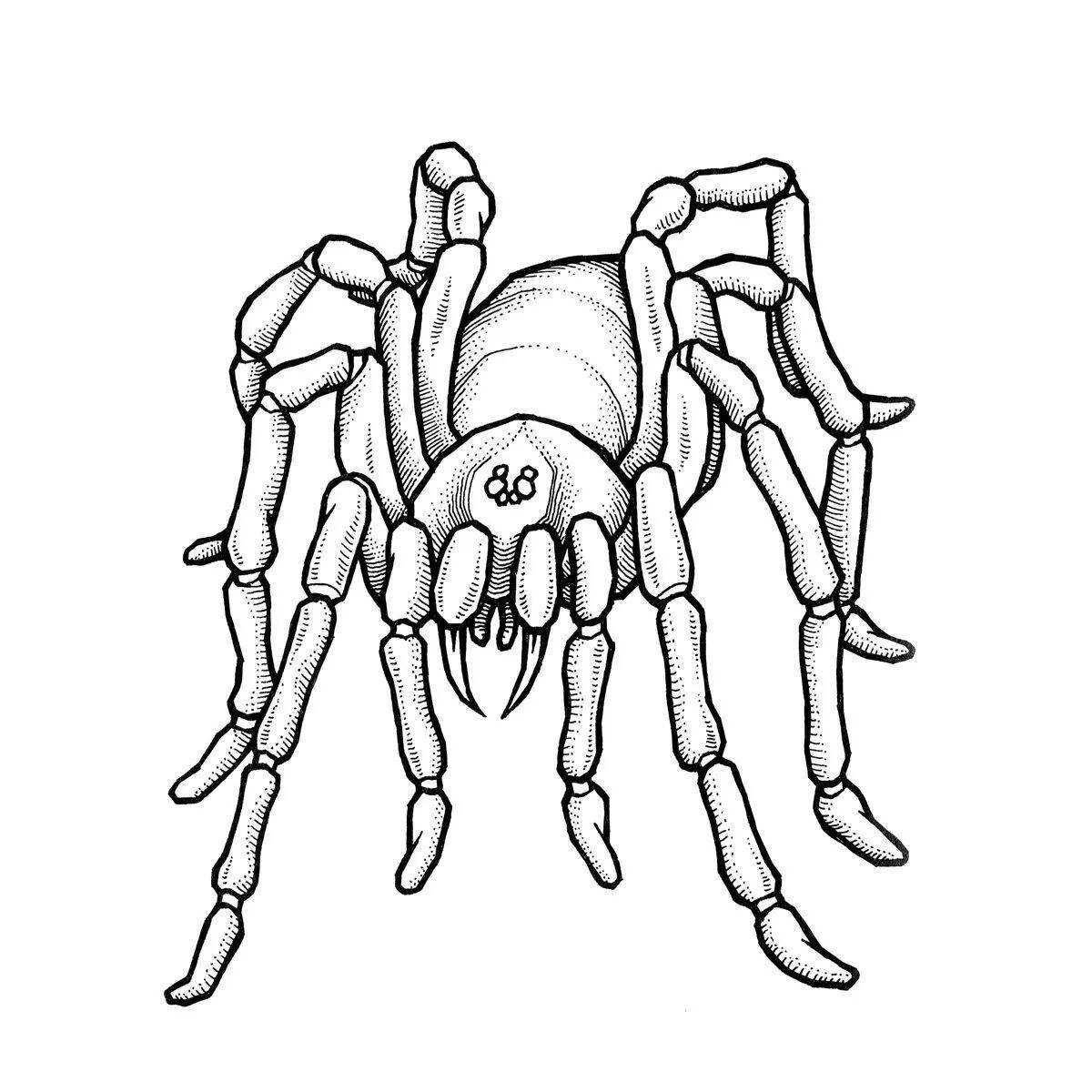 Раскраска Раскраска красочный паук тарантул