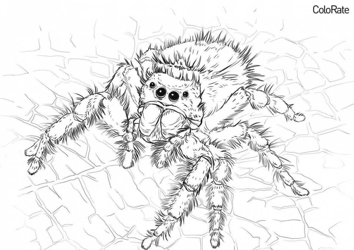 Coloring book bright spider tarantula