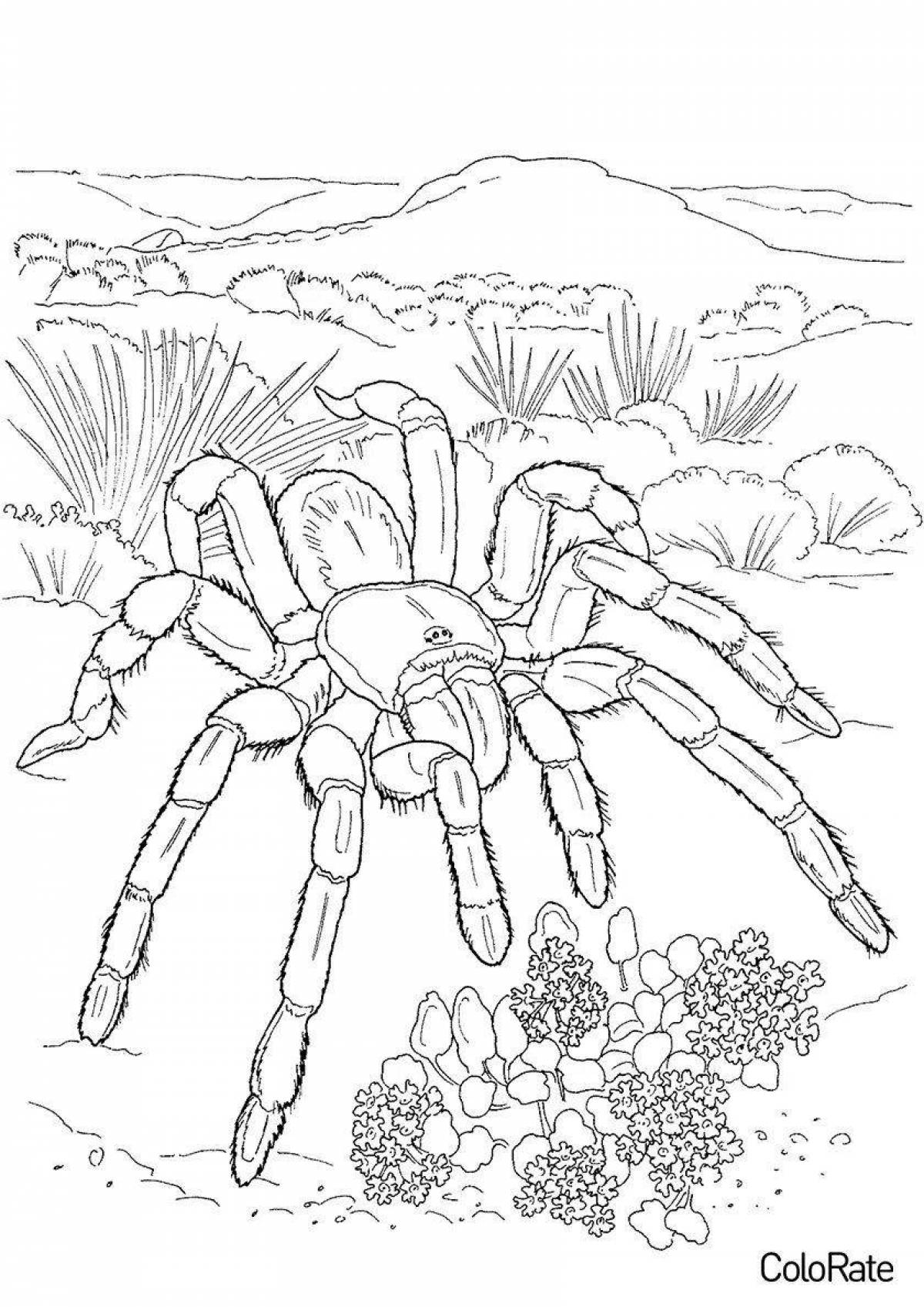 Раскраска славный паук тарантул