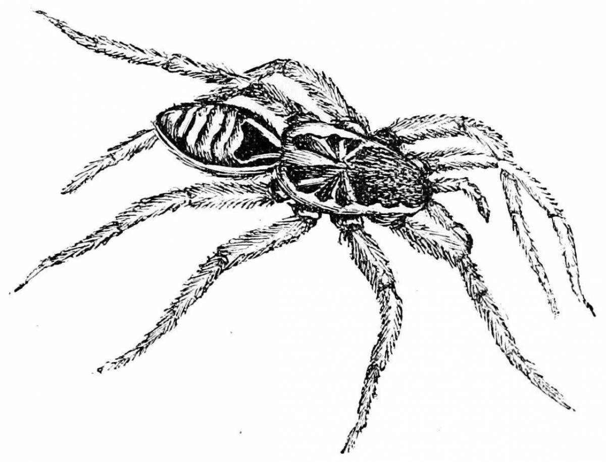 Раскраска изысканный паук тарантул