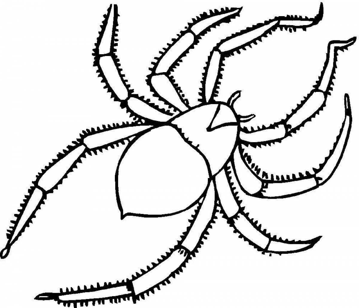 Раскраска потрясающий паук тарантул