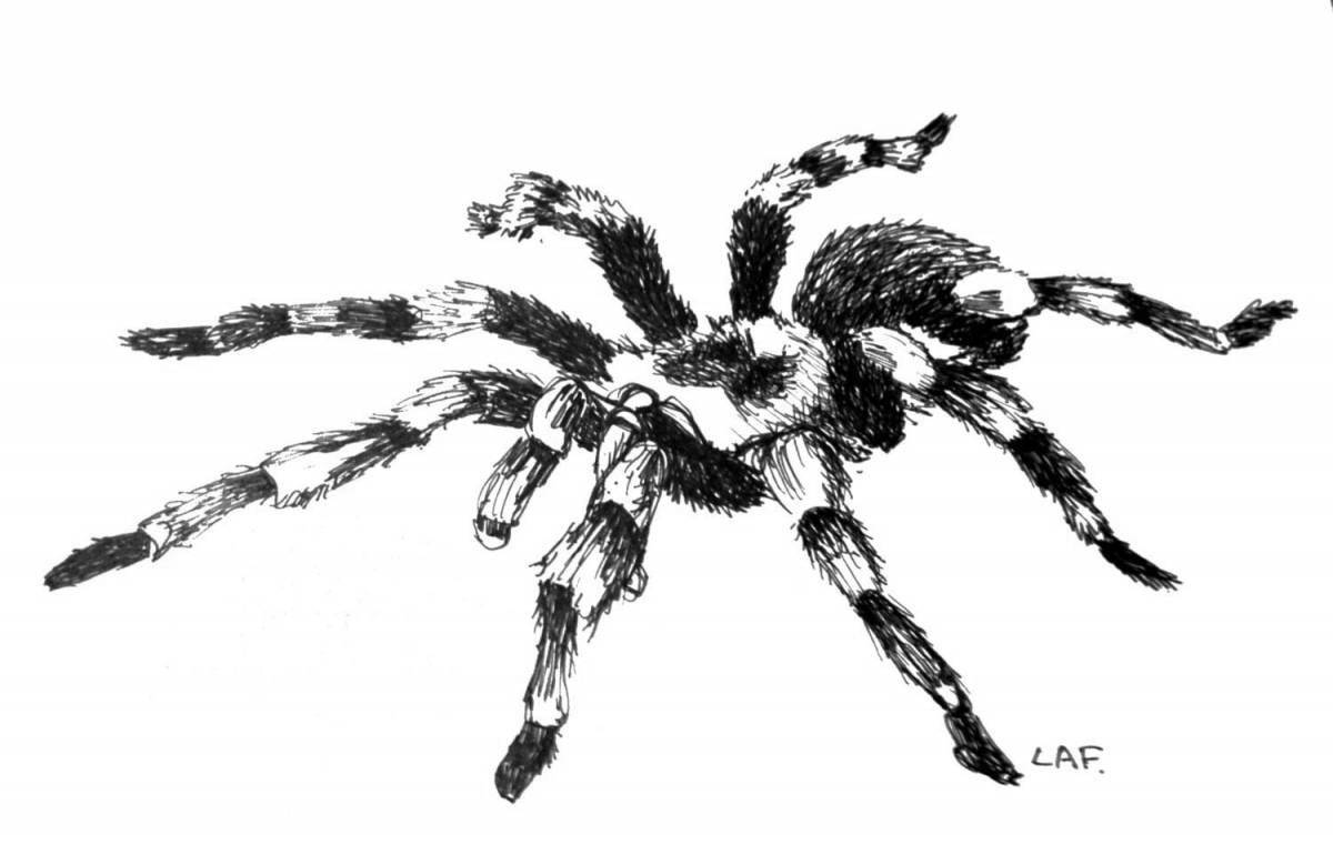 Очаровательная страница раскраски тарантула-паука
