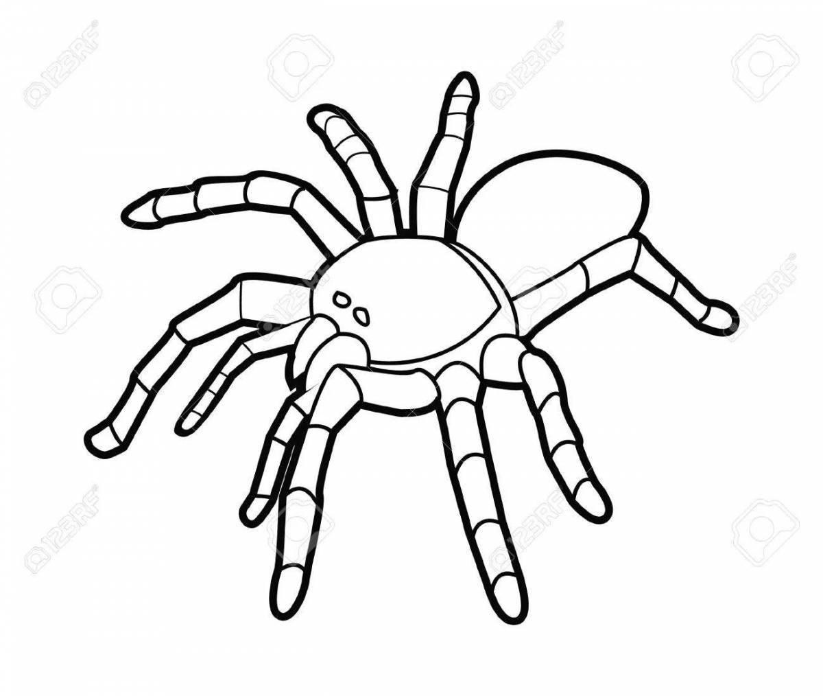 Раскраска красивый паук тарантул