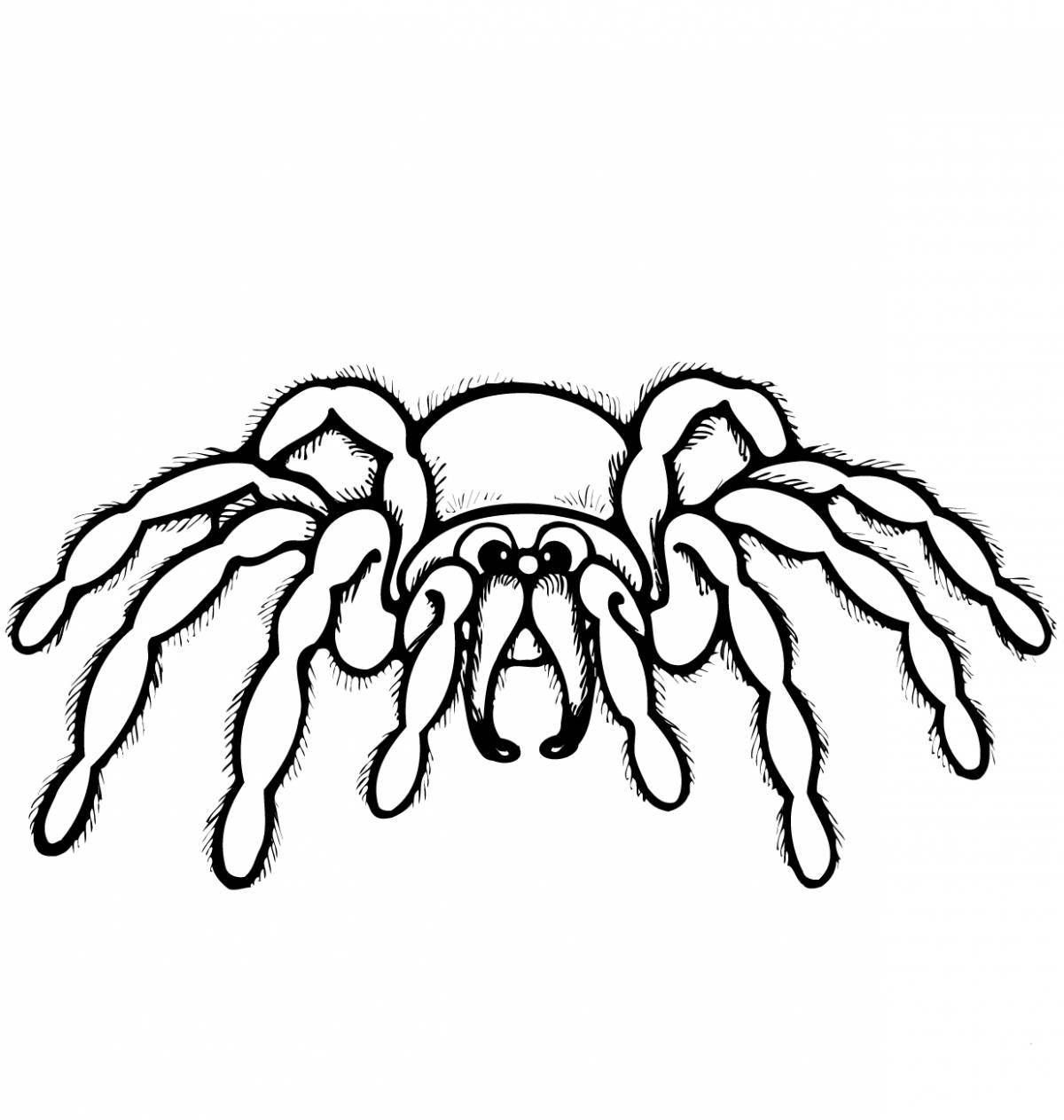 Раскраска стильный паук тарантул