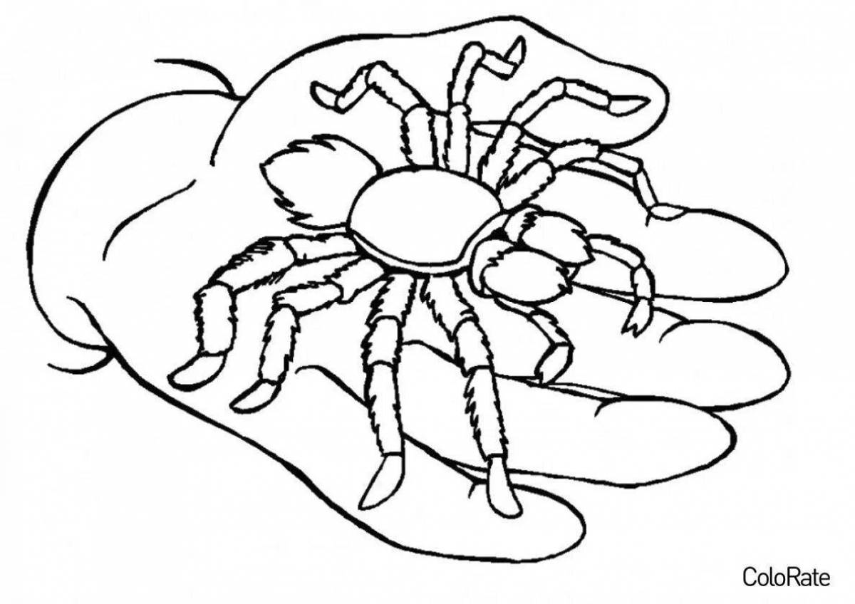 Раскраска сложный паук тарантул