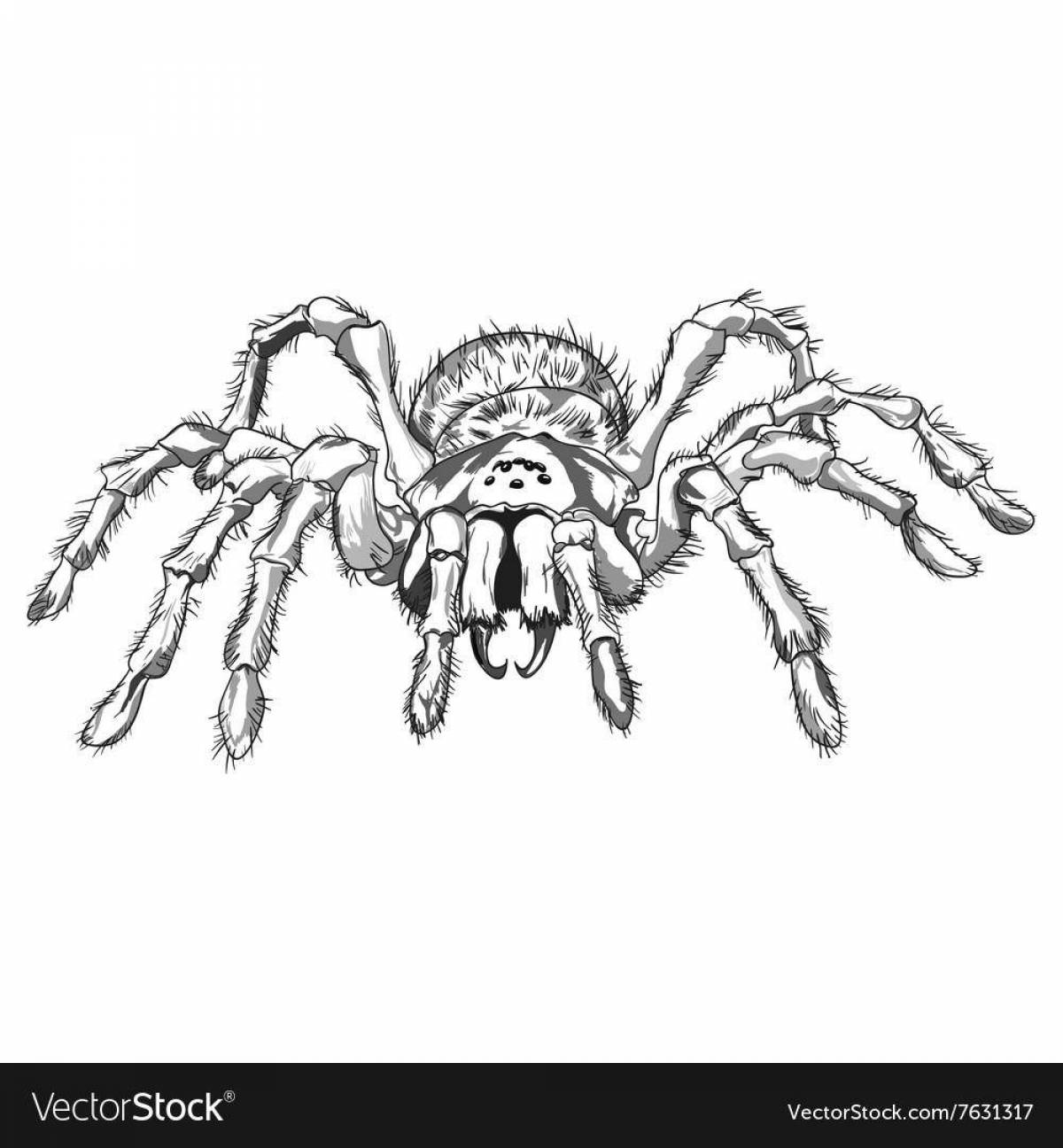 Realistic tarantula spider coloring page