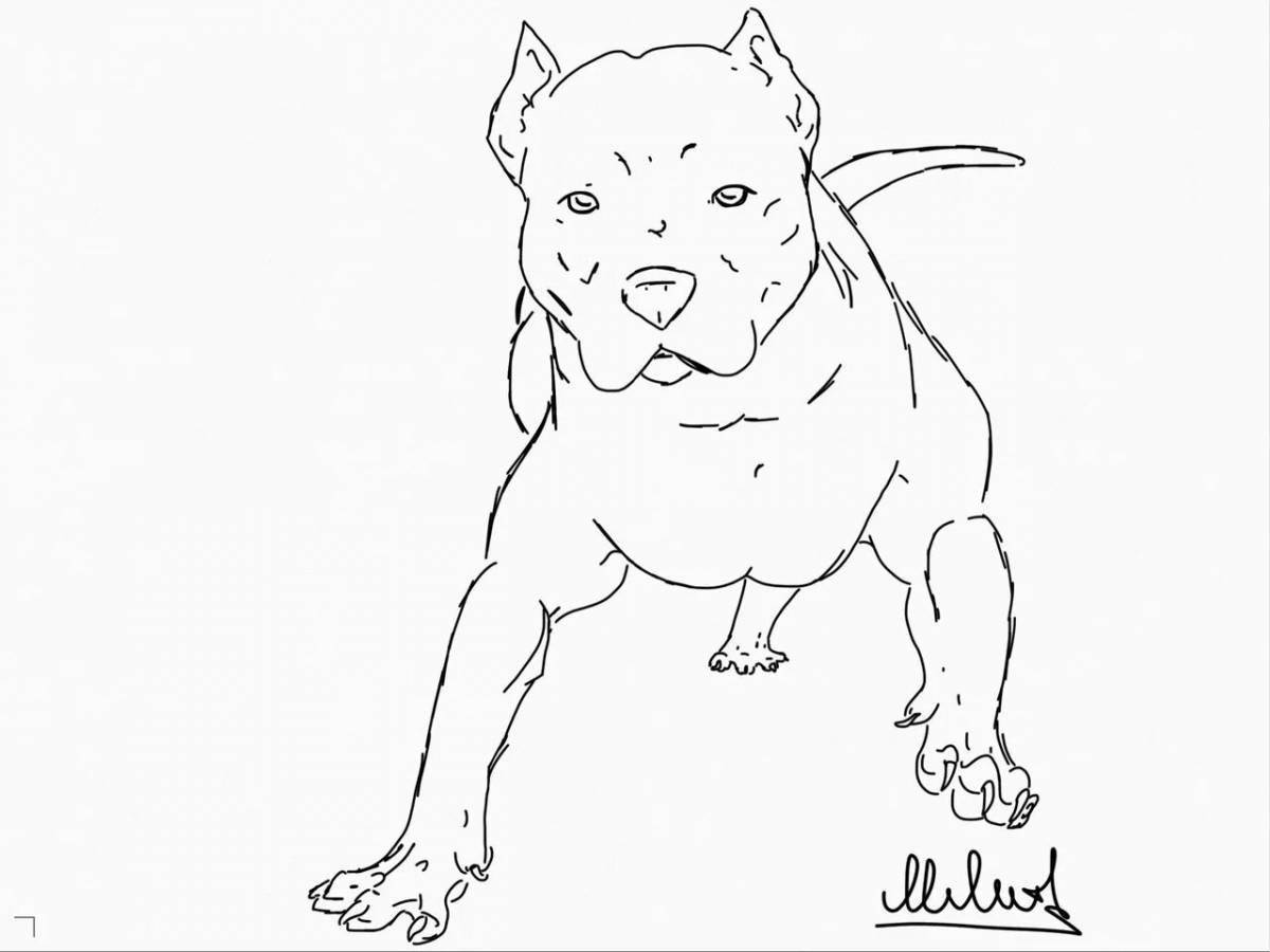 Gorgeous American Bully coloring page