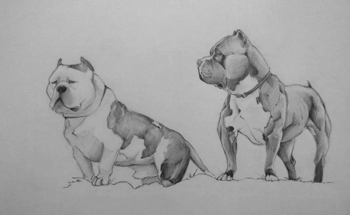 Awesome american bully coloring book