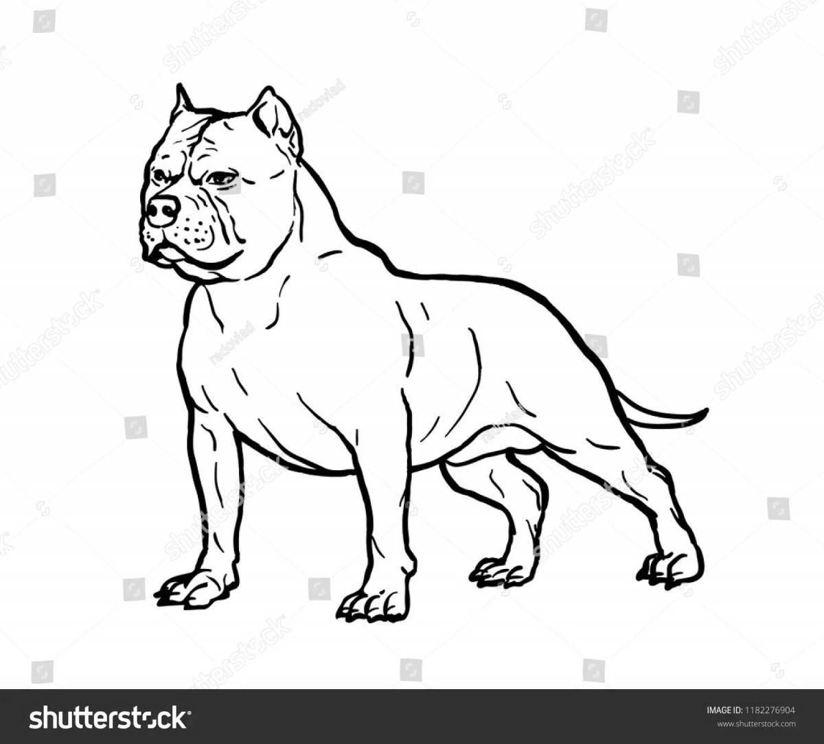 Coloring page gorgeous american bully