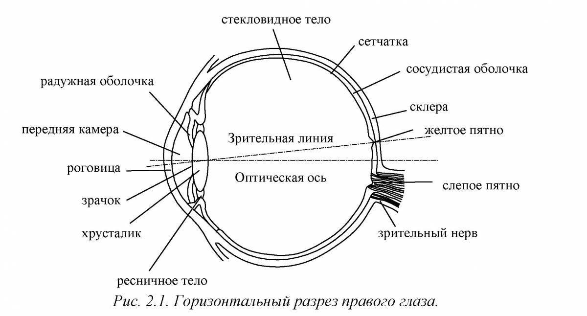 Coloring page of the complex structure of the eye