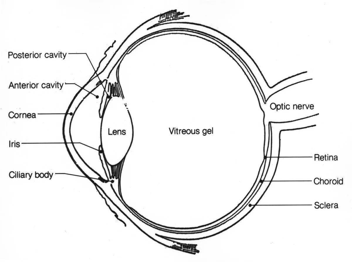 Fascinating eye structure coloring page