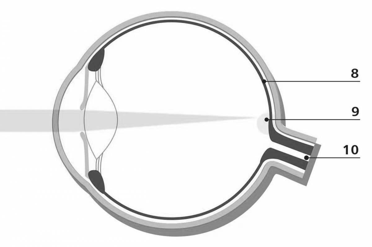 Photo Eye structure coloring page