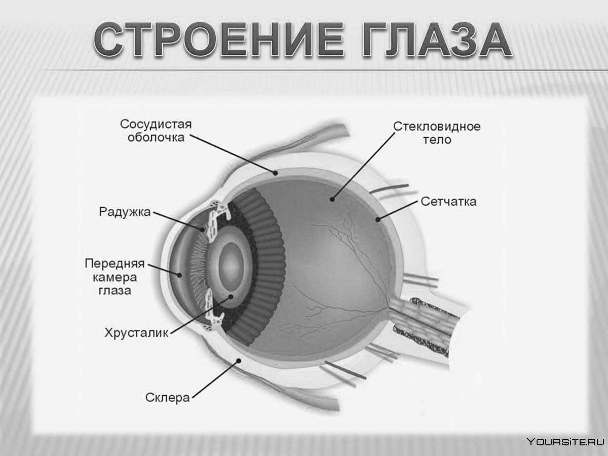 Photo Coloring page of striking eye structure