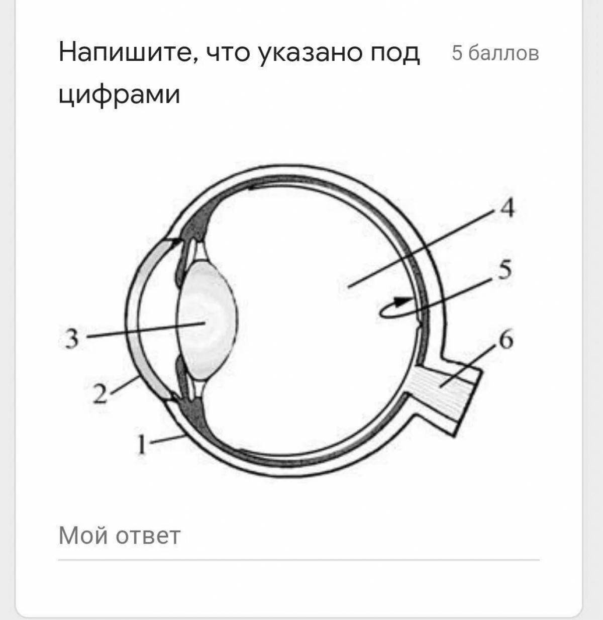 Coloring page of eye structure with filled eyes